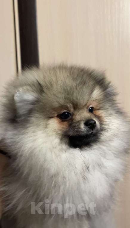 Собаки в Новосибирске: померанские   шпицы Мальчик, 35 000 руб. - фото 1