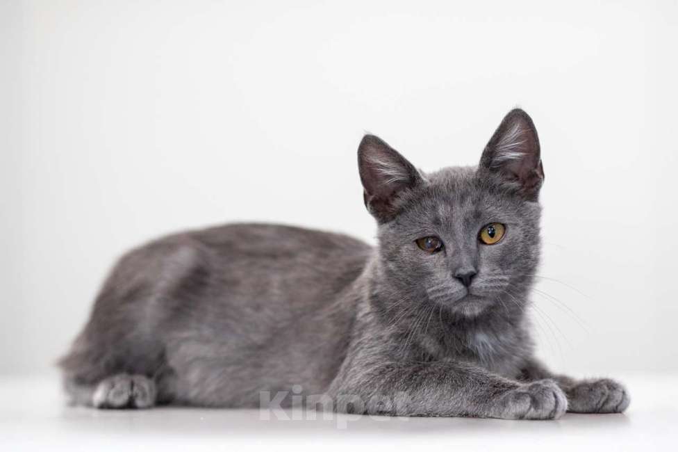 Кошки в Москве: Дым Дымыч Мальчик, Бесплатно - фото 2