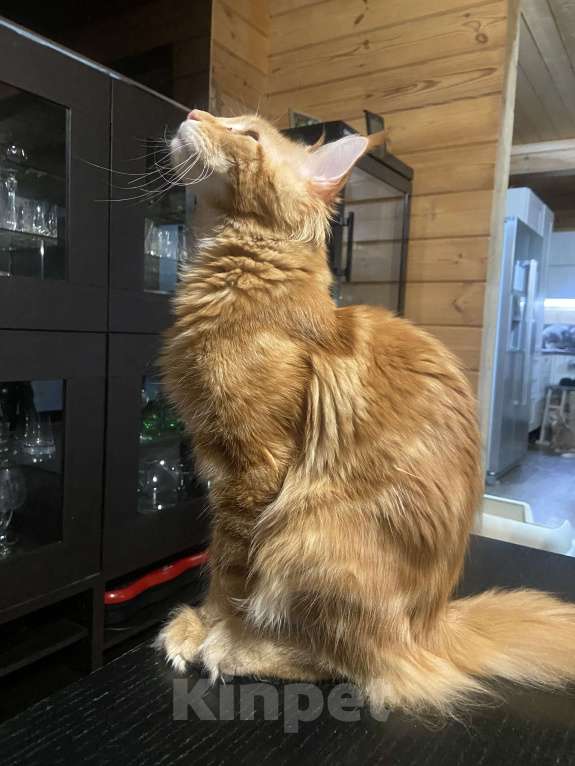 Кошки в Москве: Мейн-кун котенок мальчик крупный  Мальчик, 120 000 руб. - фото 3