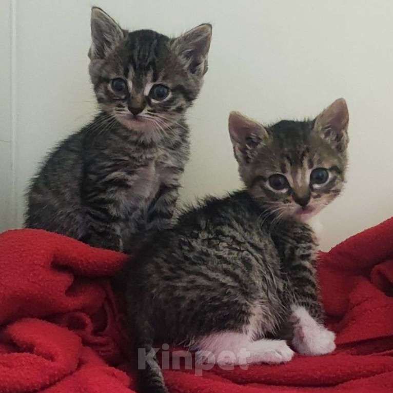 Кошки в Москве: Маленькие котята девочки Девочка, Бесплатно - фото 1