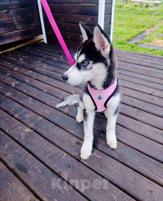 Собаки в других городах Ленинградской области: мини хаски Девочка, 15 000 руб. - фото 2