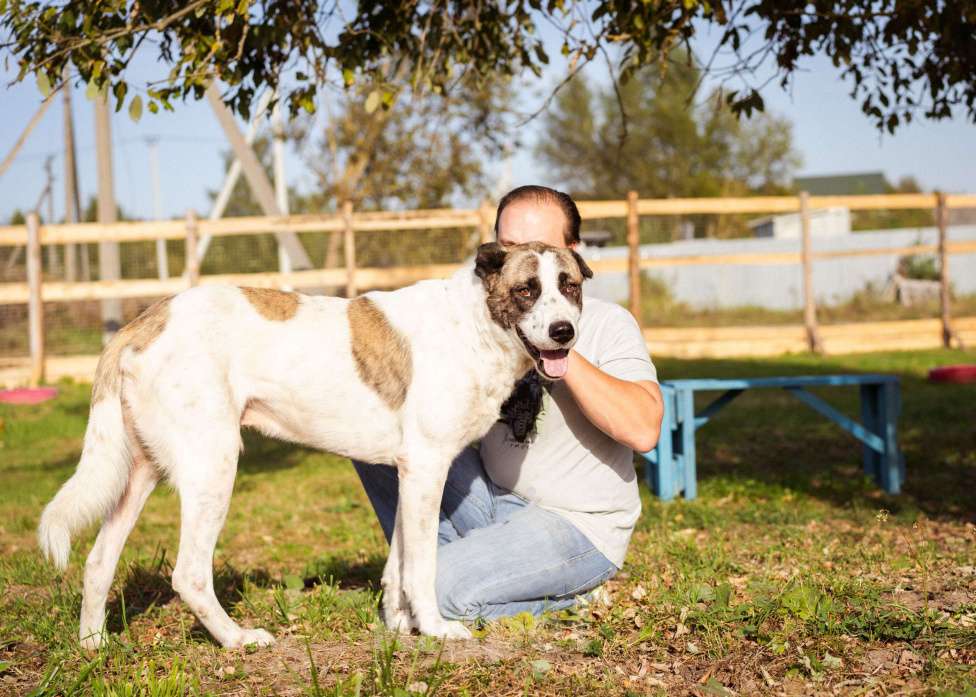 Собаки в Москве: Супер-ласковый парень в добрые руки! Мальчик, Бесплатно - фото 6