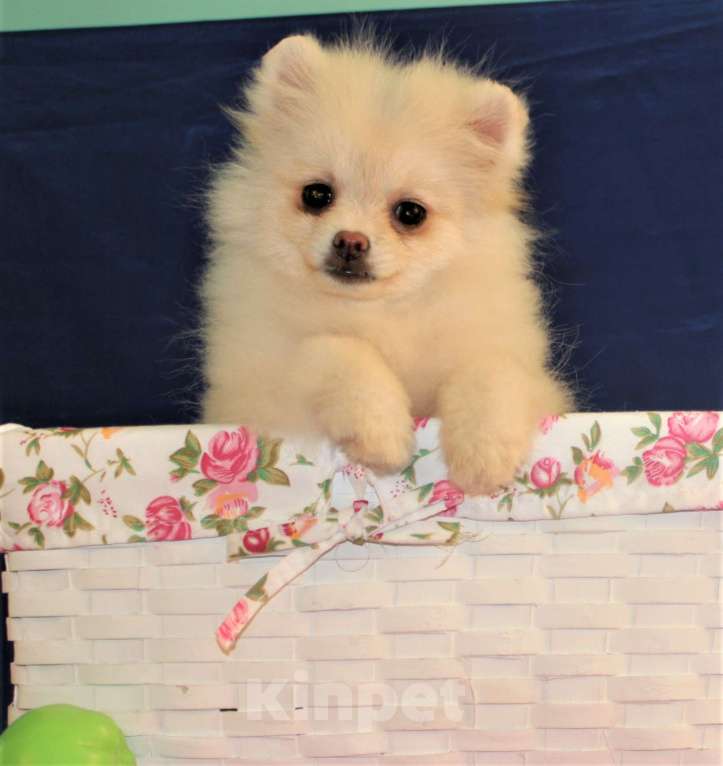 Собаки в Москве: померанский шпиц щенки мини и микро, 25 000 руб. - фото 7