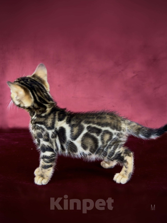 Кошки в Москве: Бенгальский котенок-мальчик, питомник ABCats (WCF) Москва Мальчик, Бесплатно - фото 2