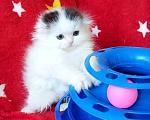 Кошки в Новосибирске: Шотландская вислоухая девочка. Девочка, 10 000 руб. - фото 1
