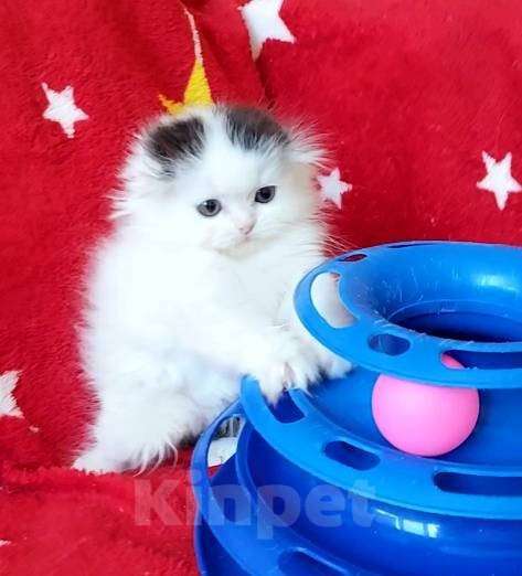 Кошки в Новосибирске: Шотландская вислоухая девочка. Девочка, 10 000 руб. - фото 1