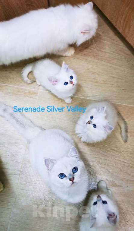 Кошки в Москве: Продаю котят! Питомник Serenade Silver Valley Девочка, 80 000 руб. - фото 5