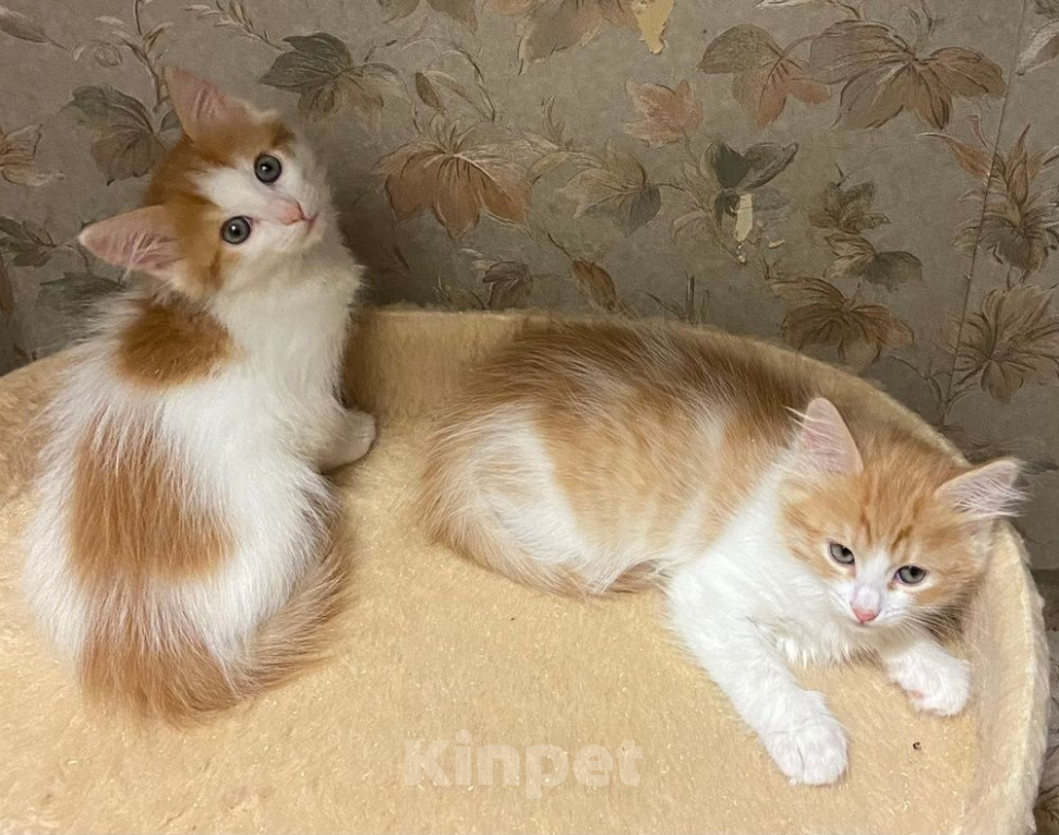 Кошки в Москве: Котята разных окрасов ищут дом Мальчик, Бесплатно - фото 9