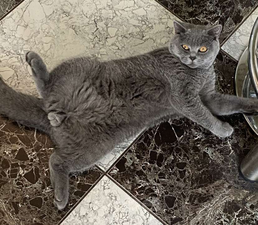 Кошки в Москве: Котенок британец мальчик 9 месяцев  Мальчик, Бесплатно - фото 1