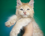 Кошки в Санкт-Петербурге: Котик котёнок кремовый  Мальчик, 40 000 руб. - фото 1