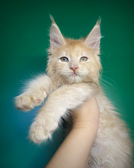 Объявление: Котик котёнок кремовый , 40 000 руб., Санкт-Петербург