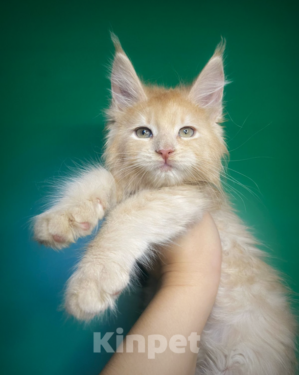 Кошки в Санкт-Петербурге: Котик котёнок кремовый  Мальчик, 40 000 руб. - фото 1
