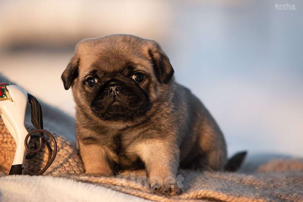 Собаки в других городах Московской области: Щенки мопса Девочка, 70 000 руб. - фото 2