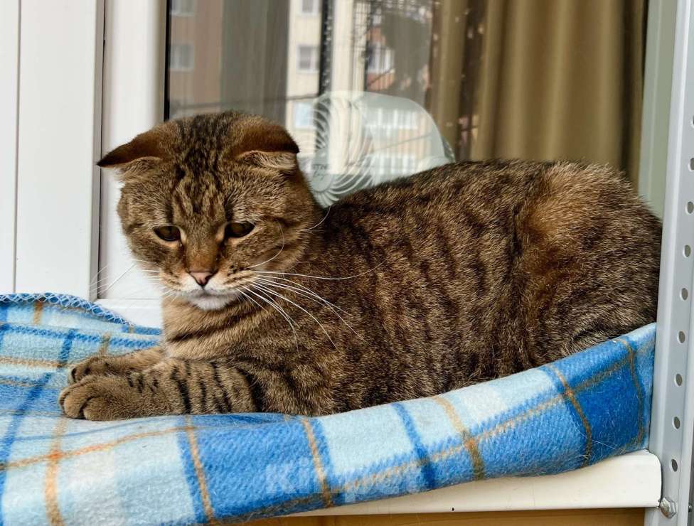 Кошки в Москве: Вислоухий котик Оскар ищет дом, в добрые руки  Мальчик, Бесплатно - фото 2