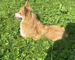 Собаки в Москве: Вельш-корги-пемброк  Мальчик, 35 000 руб. - фото 5