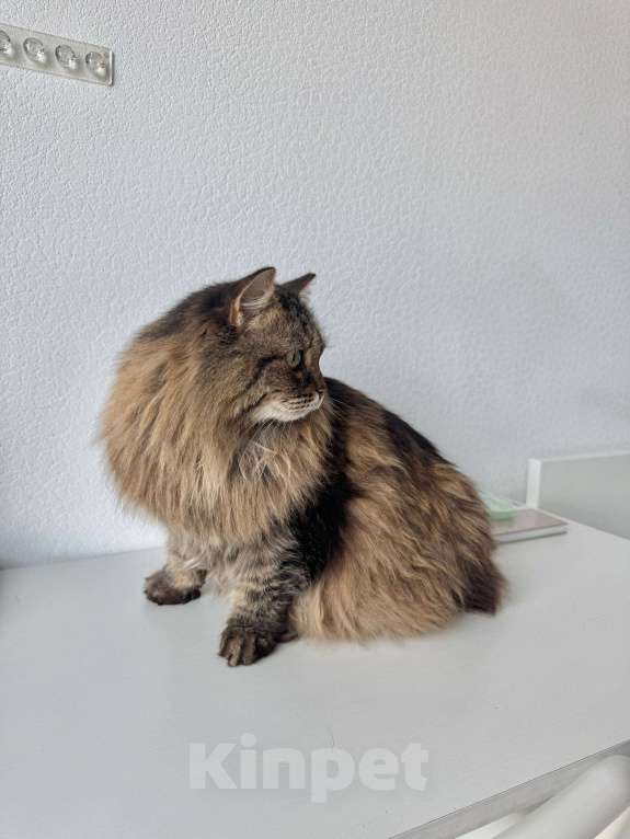 Кошки в Москве: Сибирская кошка Аська в добрые руки Девочка, Бесплатно - фото 2