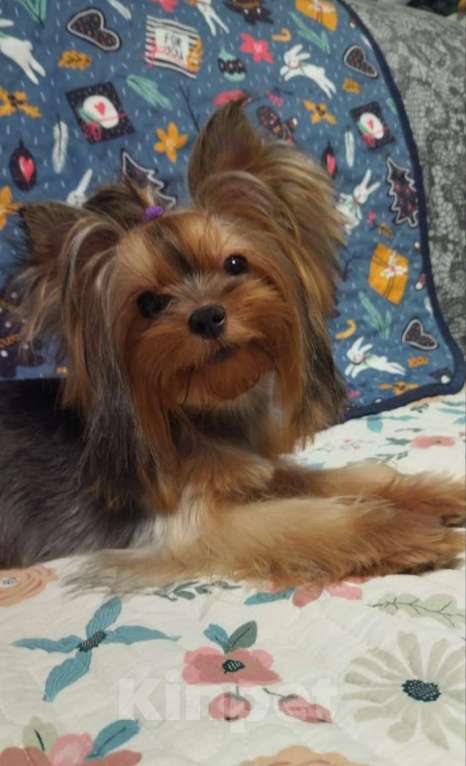 Собаки в Москве: Йоркширский терьер девочка Девочка, Бесплатно - фото 2