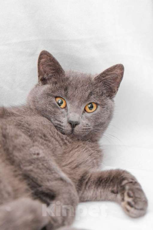 Кошки в Москве: Север, метис британского кота Мальчик, Бесплатно - фото 4