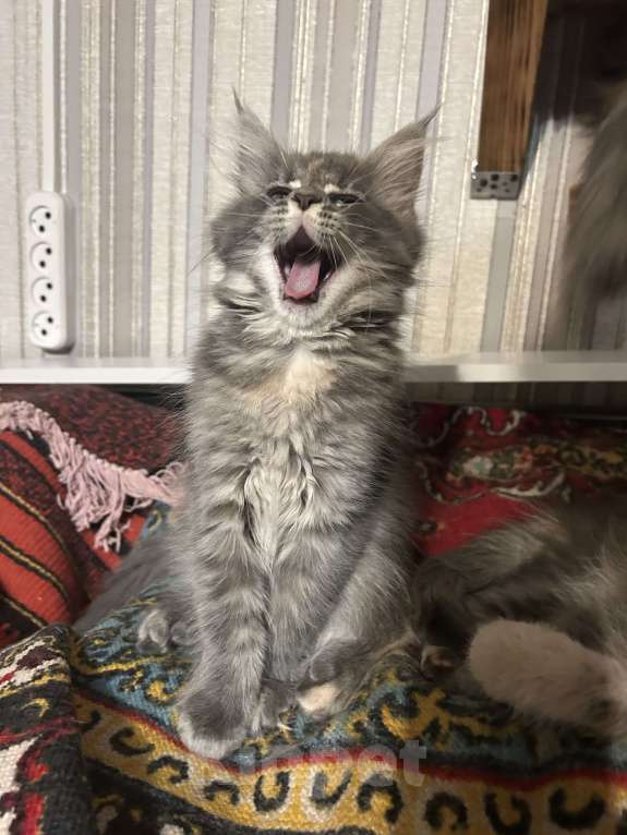 Кошки в Твери: мейн кун от родителей чемпионов породы Девочка, 35 000 руб. - фото 4