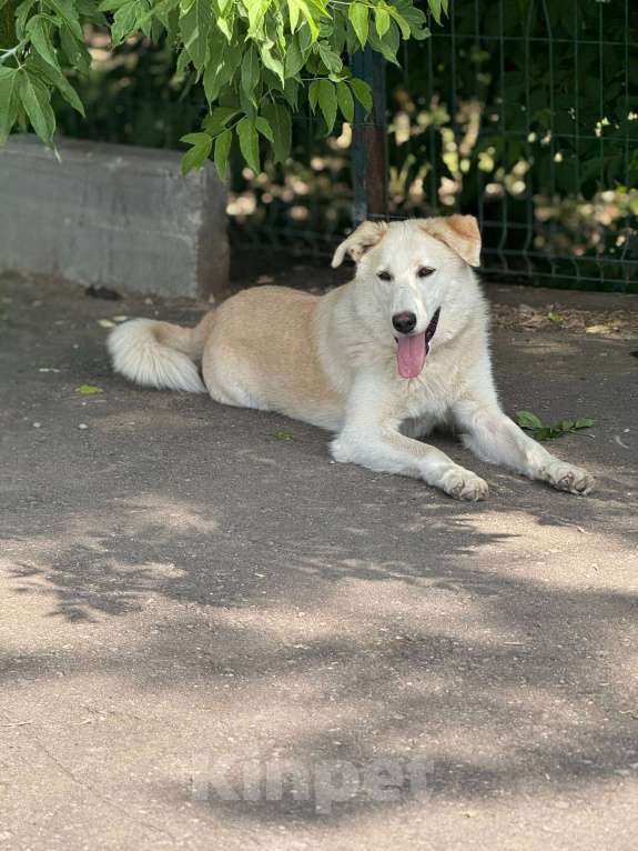 Собаки в Москве: Мики щенок  Девочка, Бесплатно - фото 8