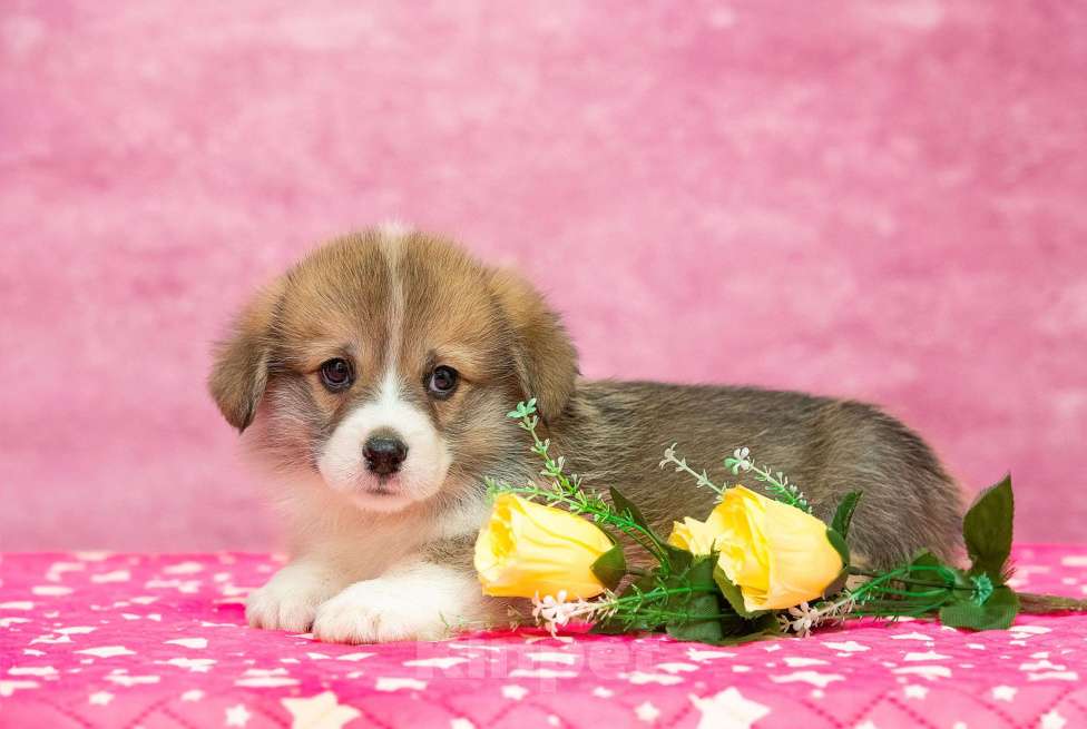 Собаки в Москве: Вельш корги пемброк щенки Разнополые, 40 000 руб. - фото 5