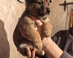 Собаки в Лебедяни: в добрые руки две малышки из липецкой обл Девочка, Бесплатно - фото 6
