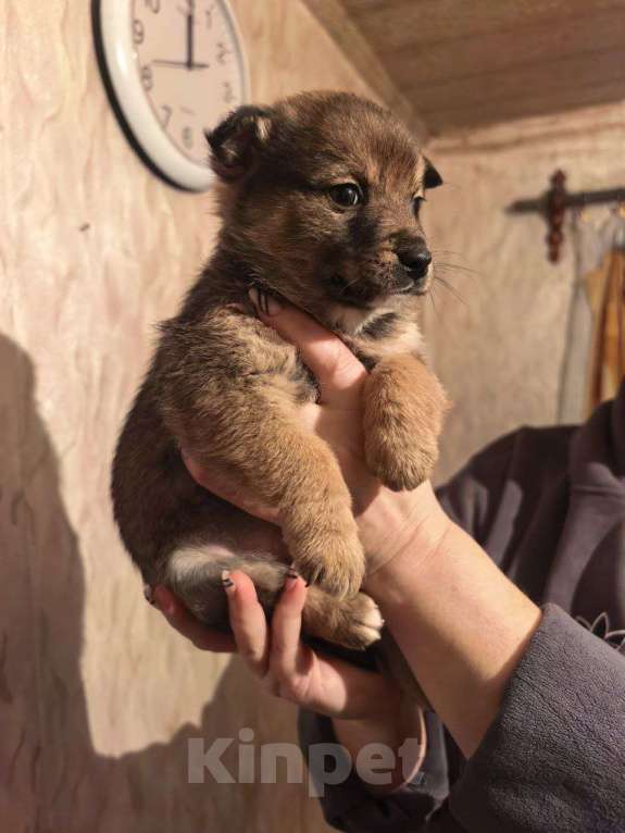 Собаки в Лебедяни: в добрые руки две малышки из липецкой обл Девочка, Бесплатно - фото 6
