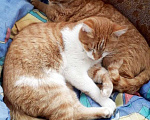 Кошки в Грязи: Отдам котика в добрые руки Мальчик, 1 руб. - фото 2
