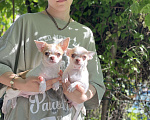 Собаки в Батайске: Мальчики чихуахуа Мальчик, 25 000 руб. - фото 1