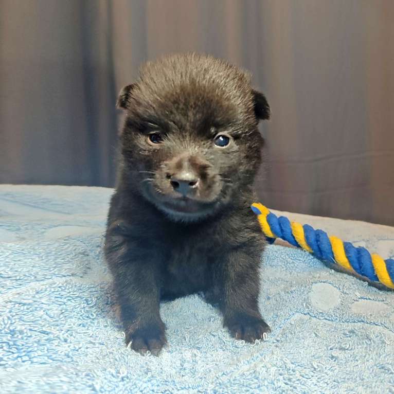 Собаки в Раменском: Щенки шипперке от титулованных родителей в домашних условиях (Желтая) Девочка, 80 000 руб. - фото 3