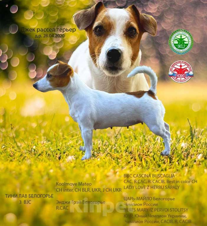Собаки в Москве: Щенок Джек Рассел терьер от титулованных родителей  Девочка, 28 000 руб. - фото 2