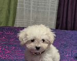 Собаки в Москве: Девочка мальтипу пушон Девочка, 120 000 руб. - фото 1