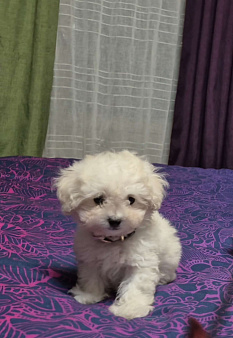 Девочка мальтипу пушон