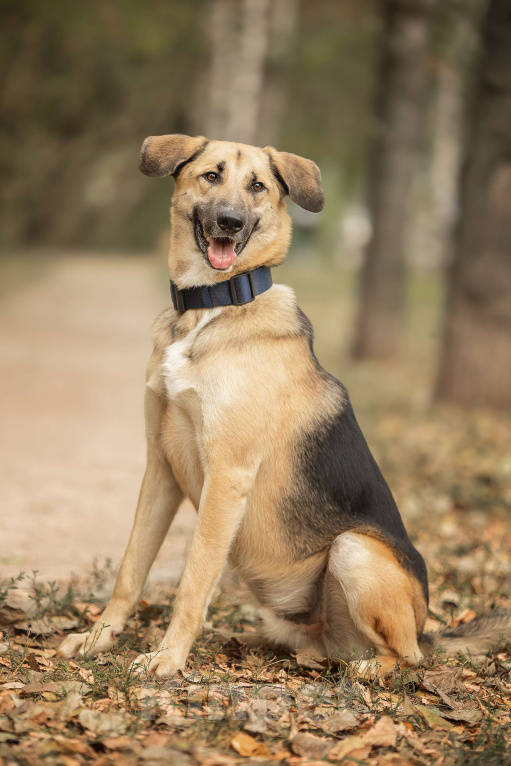 Собаки в Москве: Тотошка Мальчик, Бесплатно - фото 6