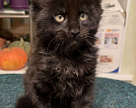 Кошки в Петергофе: Котенок Мейн Кун черный солид Мальчик, 30 000 руб. - фото 3