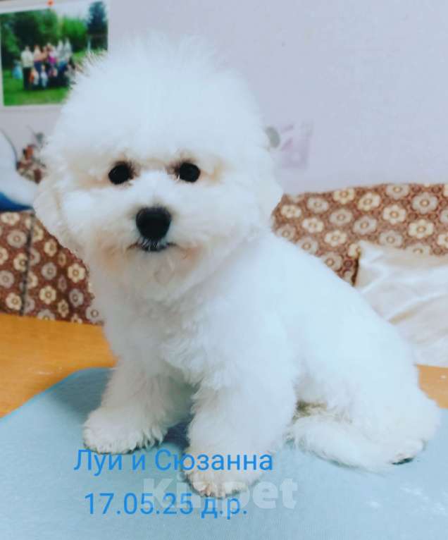 Собаки в Казани: Очаровательный бишон Мальчик, Бесплатно - фото 8