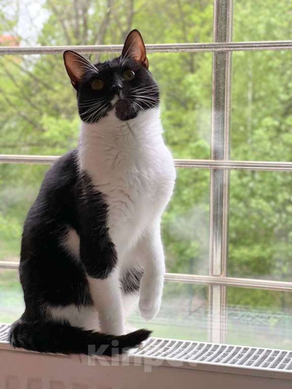 Кошки в Москве: Николь ищет дом Девочка, Бесплатно - фото 2