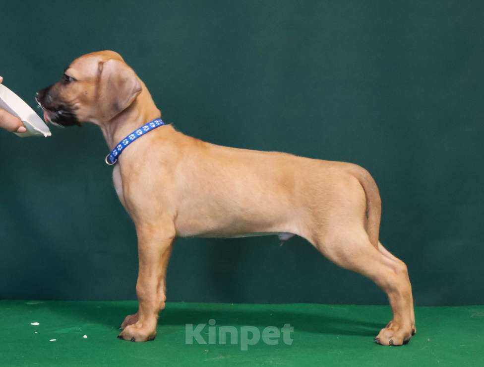 Собаки в Москве: Мальчик Родезийского Риджбека  Мальчик, 100 000 руб. - фото 3