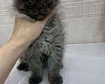 Кошки в Бикине: Котята мейн кун, 30 000 руб. - фото 5