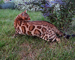 Кошки в Краснодаре: Продажа котят Мальчик, 55 000 руб. - фото 9