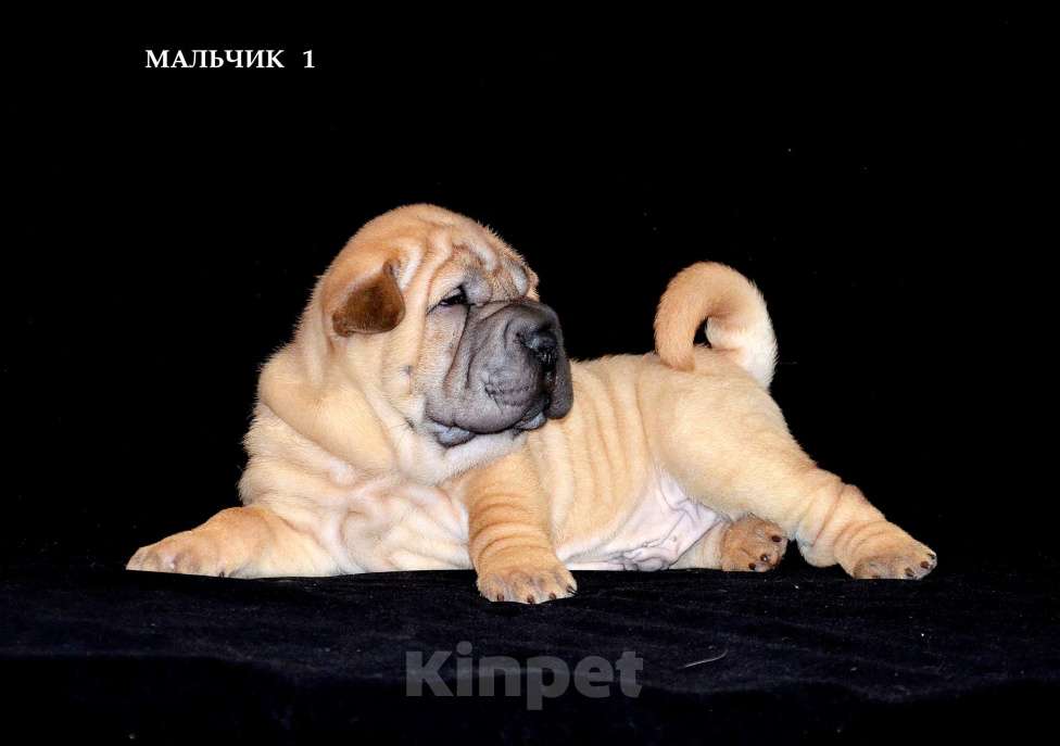 Собаки в Екатеринбурге: Лучший из Банды Рыжих. Мальчик, Бесплатно - фото 2