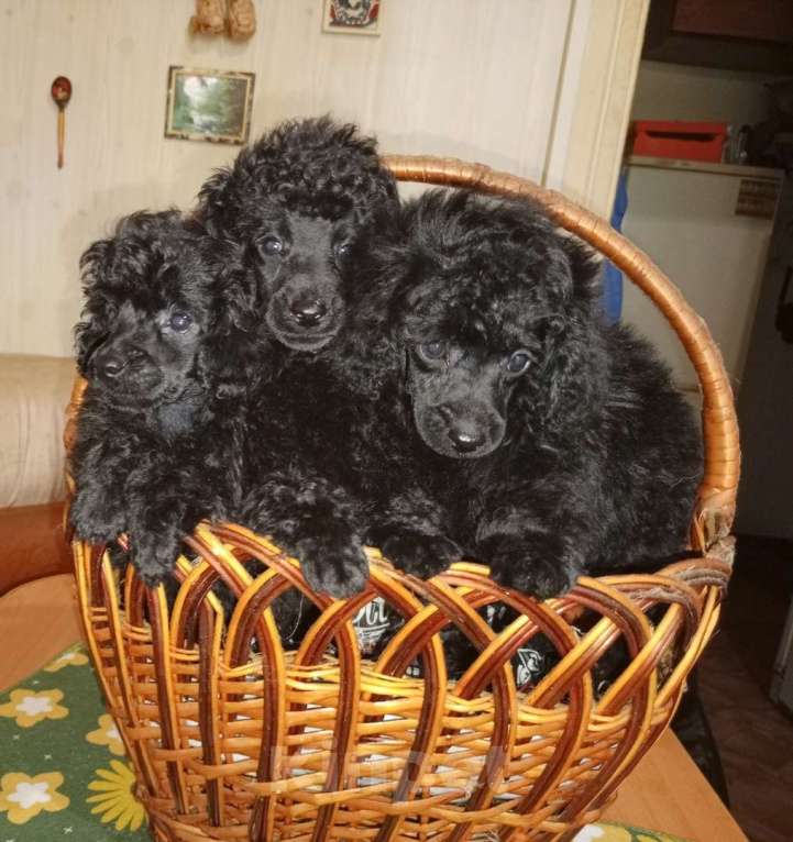 Собаки в других городах Ленинградской области: черные той пуделя Мальчик, 45 000 руб. - фото 2