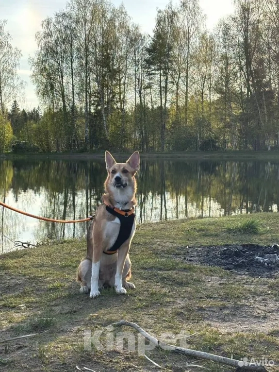 Собаки в Санкт-Петербурге: Собака в добрые руки Девочка, Бесплатно - фото 4