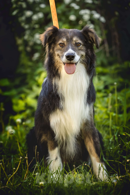 Собаки в Москве: Шарик в добрые руки  Мальчик, Бесплатно - фото 6