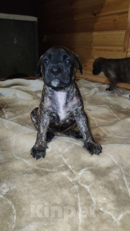 Собаки в Перми: Американский питбультерьер, щенки Девочка, 8 000 руб. - фото 8