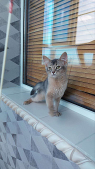 Объявление: Сомалийская кошка, 1 руб., Краснодар