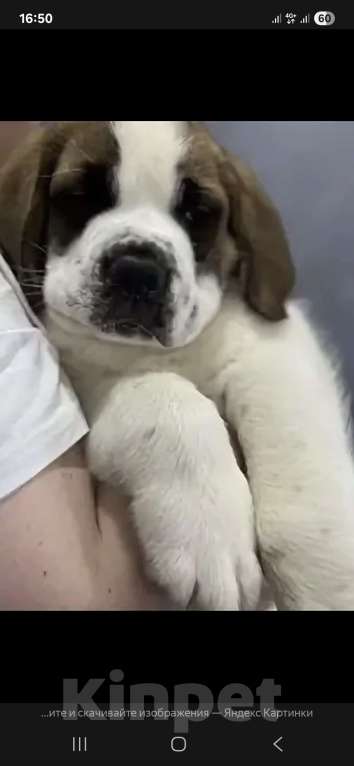 Собаки в Маркс: Бетховен Мальчик, 65 000 руб. - фото 3