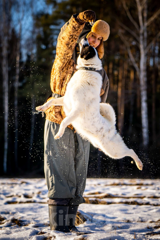 Собаки в Клине: Ласка — озорная попрыгунья Девочка, Бесплатно - фото 5