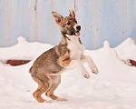 Собаки в других городах Московской области: Милана якутенок Девочка, Бесплатно - фото 3