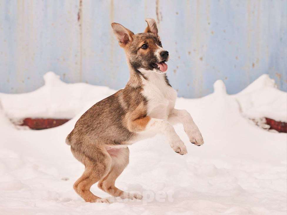 Собаки в других городах Московской области: Милана якутенок Девочка, Бесплатно - фото 3